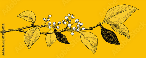 A yellow leafy branch with small white flowers. The branch is thin and has a lot of leaves