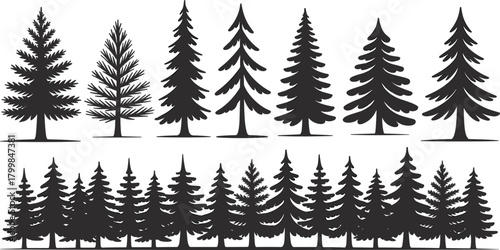 Coniferous tree silhouette set with pine and fir shapes, plus dense forest scene in black vector style