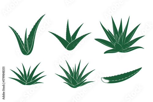 Aloe vera silhouette vector illustration , Set of aloe vera silhouette 