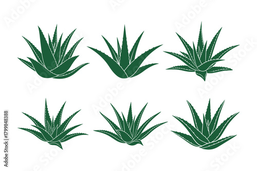 Aloe vera silhouette vector illustration , Set of aloe vera silhouette 