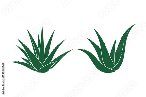 Aloe vera silhouette vector illustration , Set of aloe vera silhouette 