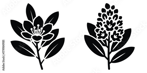 mountain laurel silhouette flowers isolated on transparent background