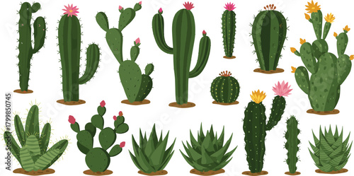 Cactus succulent illustration, desert plants vector, cartoon cactus design, flowering succulents art, botanical clipart, green nature elements, decorative plant collection