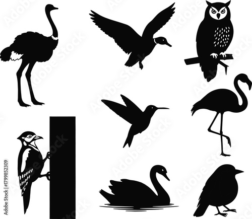 Bird silhouettes, ostrich, owl, flamingo, woodpecker, hummingbird, swan, flying bird, perched bird, wildlife, nature, vector, black, isolated
