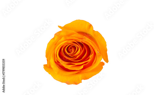 Rosebud flower in orange color on white background