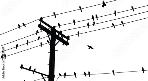 Utility pole silhouette vector, perched birds on power lines, black and white artwork, urban rural scene illustration, electricity infrastructure with wildlife pattern