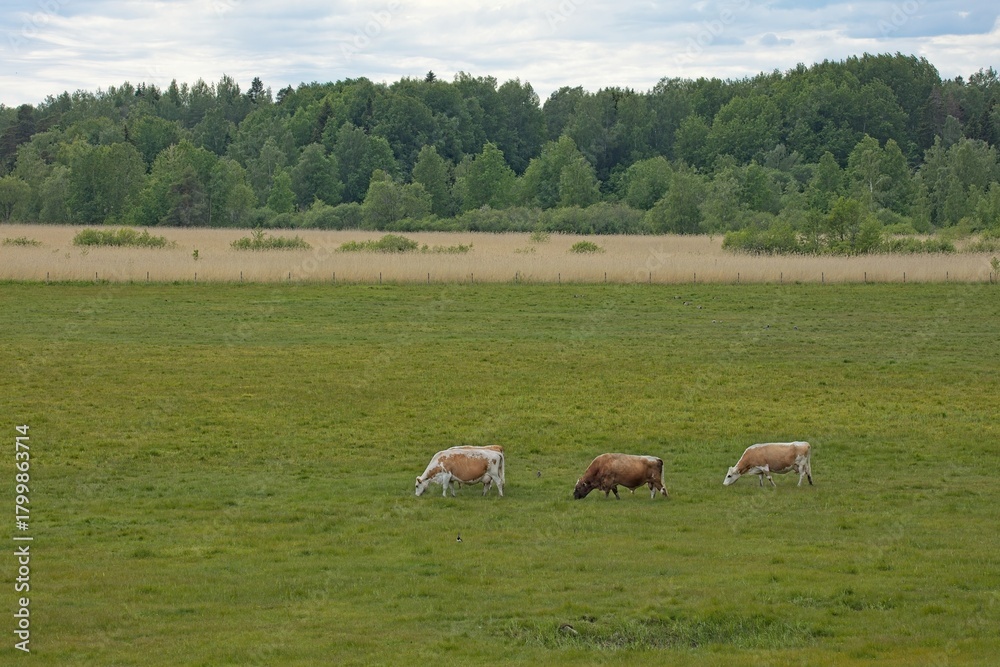 Fototapeta premium Cows in a field grazing in cloudy summer weather, Laajalahti, Espoo, Finland.