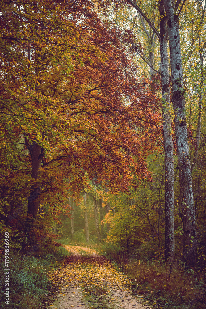 Obraz premium Autumn forest, romantic, misty, foggy landscape. Vintage looking nature photo