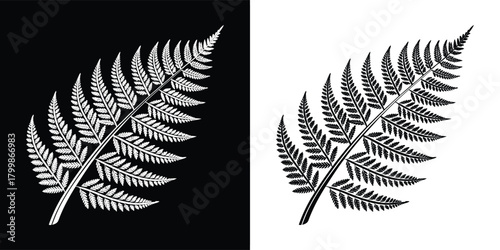 Black and white illustration of a fern frond, detailed botanical drawing, isolated on white background