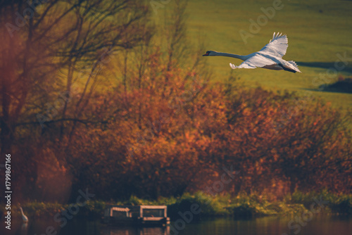 Mute swan (Cygnus olor) flying above water. Elegant white bird over the lake at warm autumn sunlight. Nature, animal theme