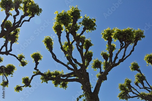 Canvastavla Upward view of pollarded tree with clear sky in the background in summer, Eläintarha, Helsinki, Finland
