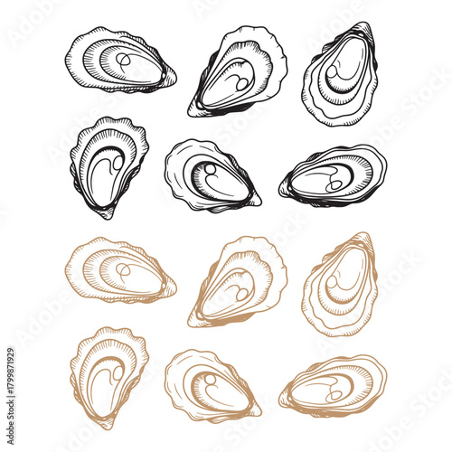 Hand Drawn Oyster Shells Vector Set - Seafood, Pearl, and Ocean Delicacy Engraving