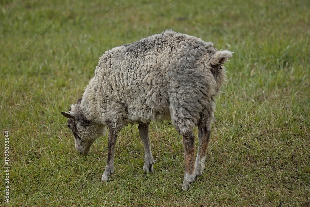 Fototapeta premium Closeup of sheep grazing in the meadow at Kattila farm in summer, Nuuksio, Espoo, Finland.