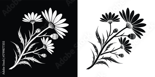 Black and white illustration of a daisy flower branch with multiple blooms and buds on a dark background