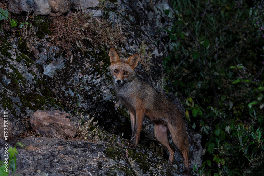 Naklejka premium A young fox in the forest at night.