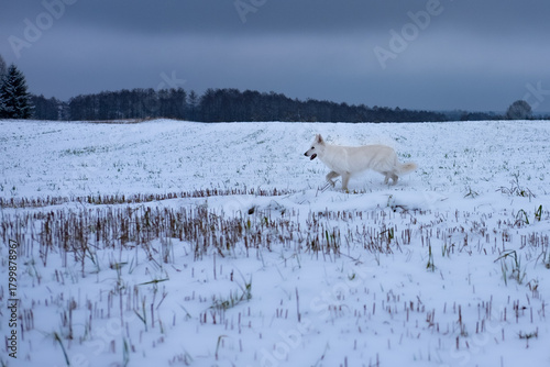 A white dog running through a wide snowy field in winter. Dramatic and energetic moment captured in nature.