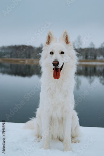 Portrait of a white dog sitting on snow with a calm lake and trees in the background. Serene and majestic winter moment.