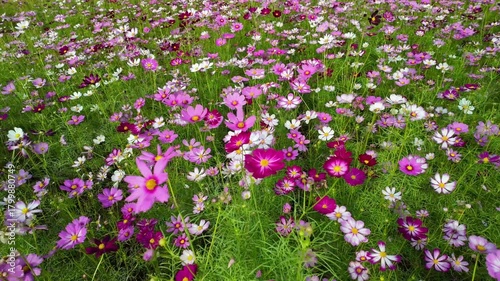 A lush field bursting with vibrant cosmos flowers in shades of pink and purple, each bloom featuring a bright yellow center. The flowers sway gently among green stems and leaves.