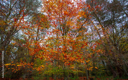 Autumn at The Kings Forest Suffolk