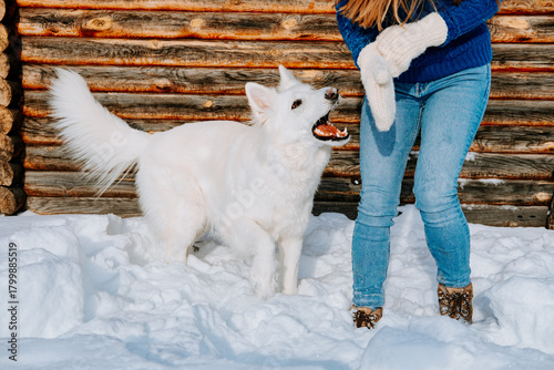 A playful white dog jumping in the snow next to a woman wearing winter clothes. Fun outdoor winter activity with pets, snowy landscape, and friendly dog interaction in front of a wooden cabin wall.