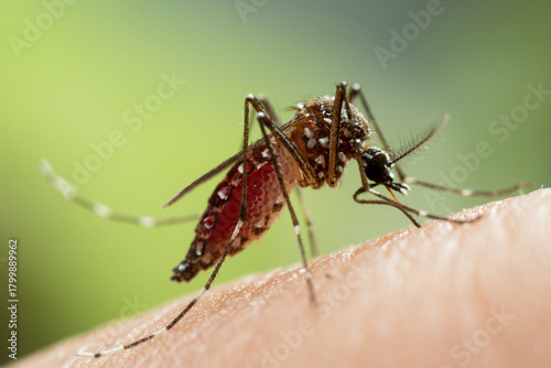 Aedes aegypti Mosquito. Close up a Mosquito sucking human blood,