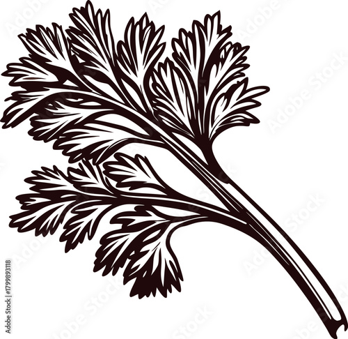 Hand drawn ink illustration of fresh parsley herb with detailed leaves isolated on white background