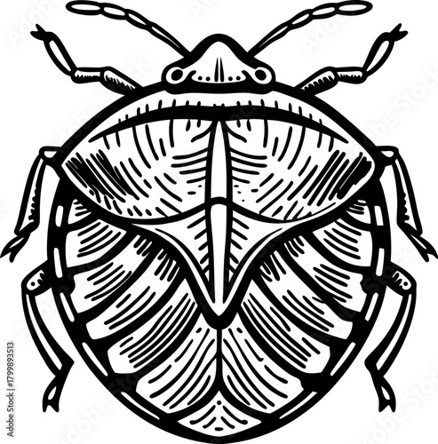 Detailed black and white  illustration of shield bug insect hand drawn entomology sketch with intricate line art