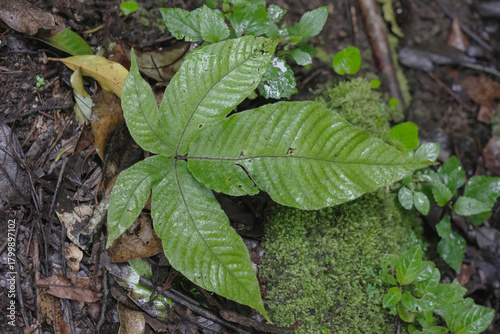 Wallpaper Mural green leaves in the forest Torontodigital.ca