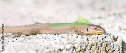 Lizard on rock, Dalmatian wall lizard (Podarcis melisellensis)