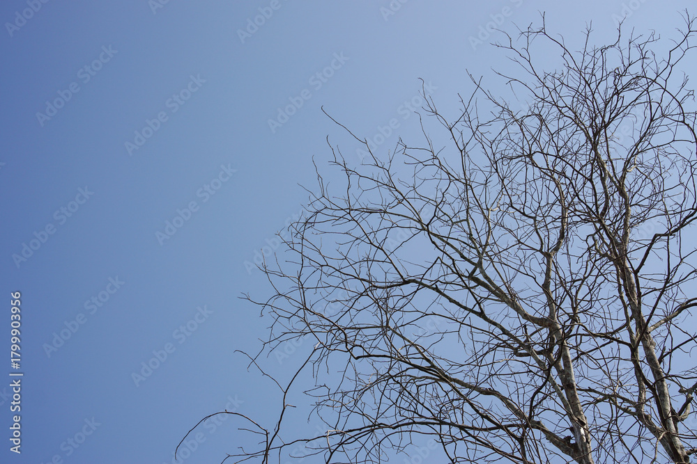 Obraz premium Dry dead tree branch standing against a clear bright blue sky, minimalist natural background for environment and nature themes
