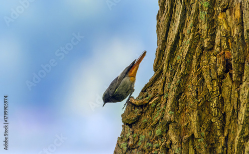 Black redstart in the wild