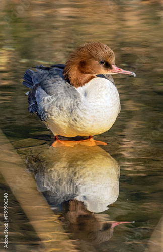merganser female in the wild