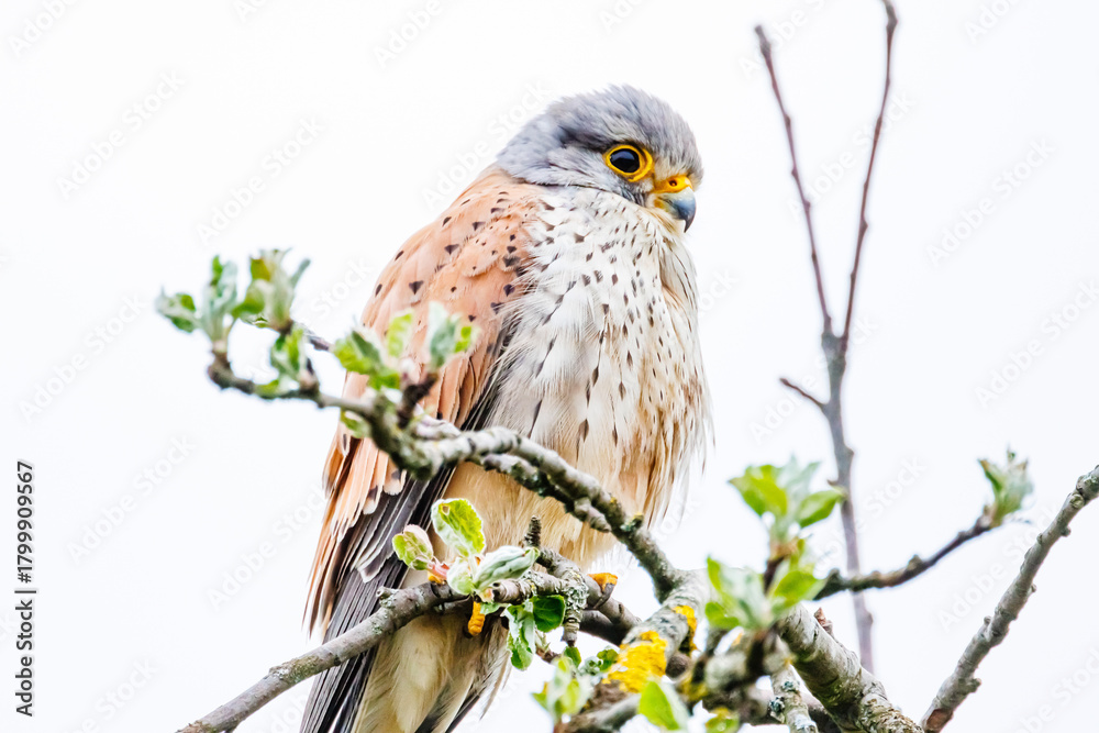 Fototapeta premium Wanderfalke 