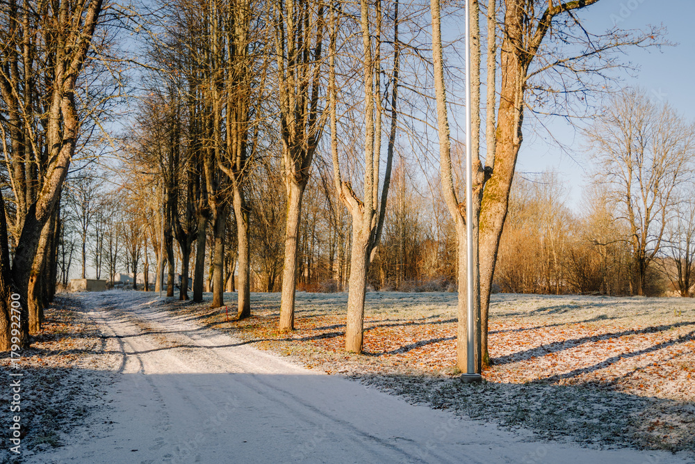 Fototapeta premium Snow-covered path winding through tall trees, with sunlight filtering through branches, creating a serene winter landscape, inviting exploration and tranquility in nature's beauty