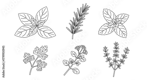 Collection of fresh herbs isolated on for culinary and medicinal use