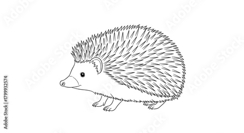 Hedgehog line art isolated on is a cute animal illustration
