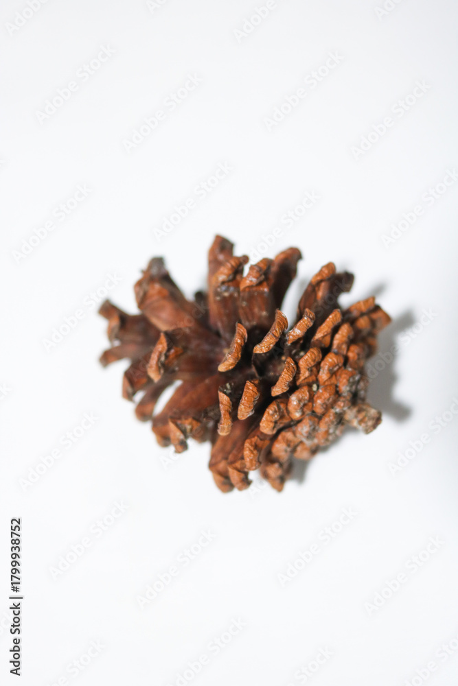 Obraz premium Beautiful dried pine cone flowers isolated on white background. Wet tropical plants, usually in the mountains of Asia and Indonesia.