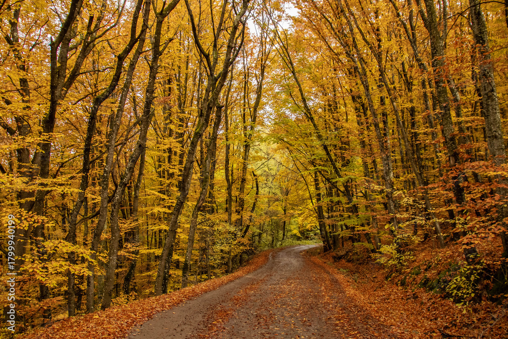Fototapeta premium Autumn forest road in Transylvania, Romania.