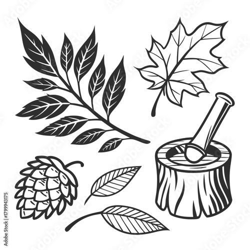 Autumn leaves and mortar isolated on, a botanical illustration