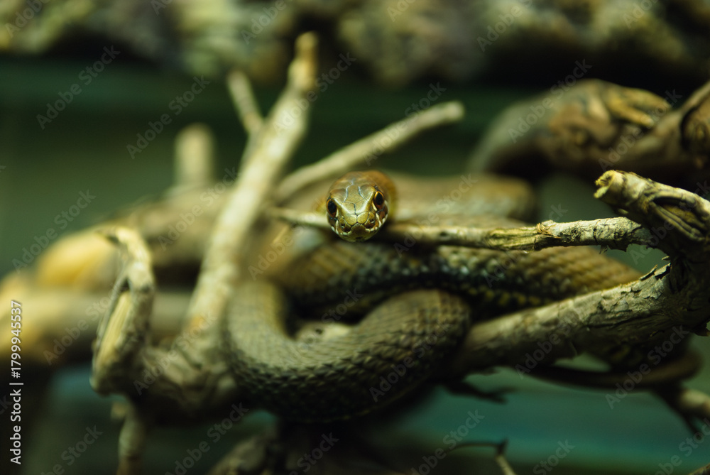 Fototapeta premium Close-up of a snake staring directly at the camera, highlighting its patterned scales, textured skin, and piercing eyes. Natural light enhances details, capturing the intensity and beauty of this rept