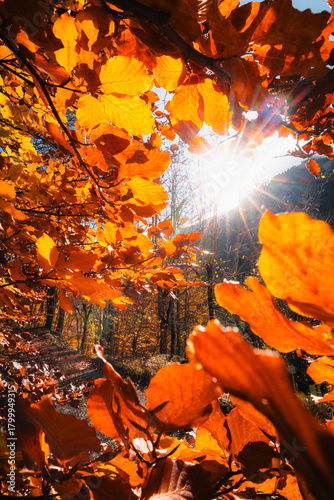 autumn in the forest