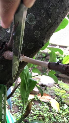 jackfruit tree grafting