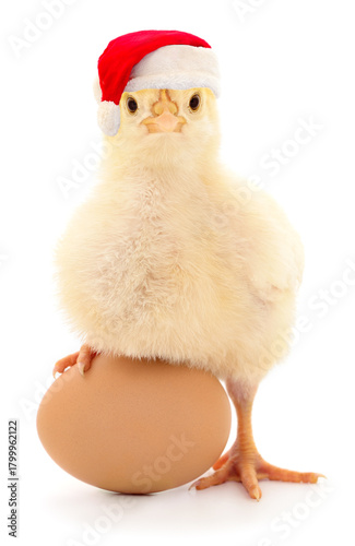 Cute broiler chick in Santa hat with egg isolated on white