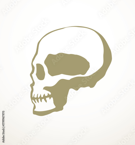 Vector drawing. Skull and neck bones