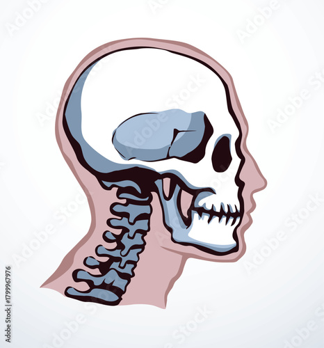 Vector drawing. Skull and neck bones