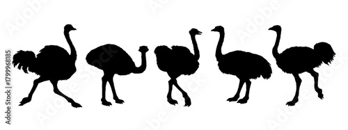 Vector drawing. Ostrich in the steppe