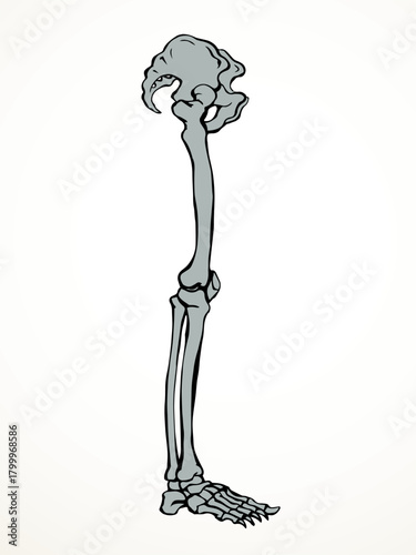 Vector drawing. Bones of the leg