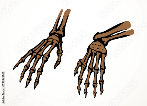Vector drawing. Bones of the hand