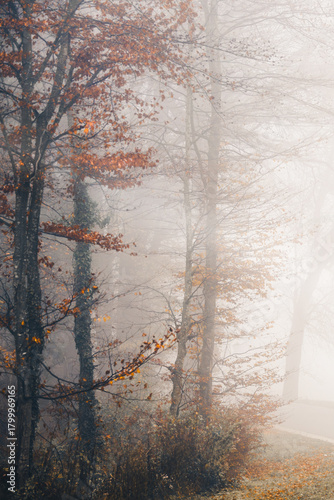 Foggy morning in an atumnal forest