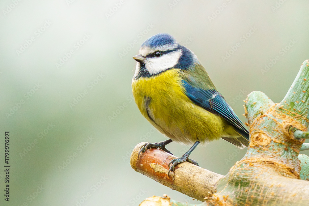 Fototapeta premium sikorka modraszka (Cyanistes caeruleus) na gałęzi na rozmytym jednolitym tle